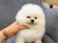 Show kalite ayı surat pomeranian yavrularımız