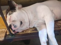 Çok akılı bir dost köpeğimiz mecburiyetten veriyorum