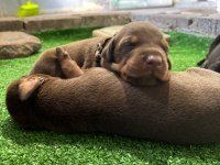 Europan Üst Düzey Doberman Yavrular
