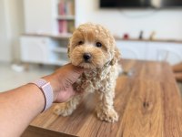 SAFKAN AŞILI VE ÇİŞ EĞİTİMLİ MALTIPOO BEBEKLER 