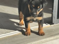Efsanevi rottweiler yavrular dişi ve erkek