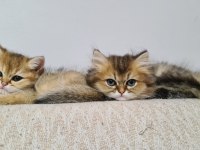 Yakışıklı oğlum british longhair