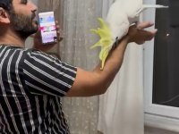 Böylesi yok kakadu papağanı