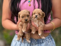 AŞILI ÇİŞ EĞİTİMLİ MALTIPOO  BEBEKLER 