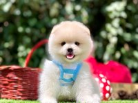 Pomeranian Yavruları