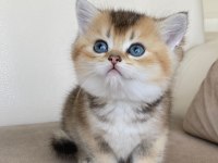 Tatlı mı tatlı British Shorthair yavrular