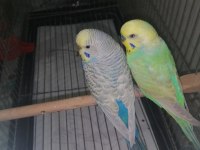 Çift rainbow muhabbet kuşu