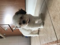 Shih tzu aslan