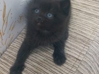 British shorthair en uygunu