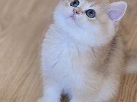Mükemmel Kalitede British Shorthair Yavrular