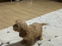 Orjinal bebek surat el boyutunda maltipoo