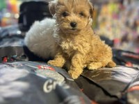 Efsane Güzellikte Hipoalerjenik Teacup Maltipoo