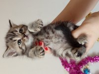 British golden ve shorthair yavrularımız