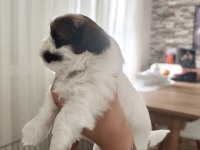 SHİH TZU YAVRULAR 1 ERKEK 1 DİSİ