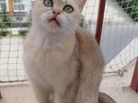 British shorthair ny11 dişi 1.5 yaşında