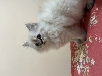 British longhair mavi gözlü dişi yavru