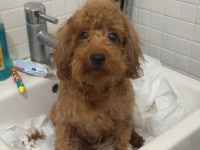 2 Yaş Dişi Toy Poodle