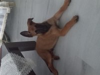 2 AYLIK PUPPY DP YAPILMIŞ MALİNOİS