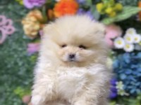 Ankarada Tek Kalitede Pomeranian Yavrular