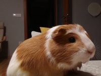 Guinea pigimize acil yuva arıyoruz