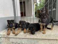 Alman Kurdu Yavruları