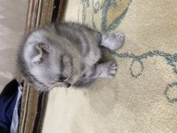 İki aylık erkek scottish fold yavrular