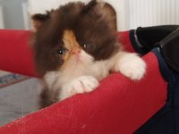EXOTİC SHORTHAİR VE EXOTİC LONGHAİR KEDİSİ