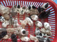 Aynı Gün Adrese Teslim Hamster Yavru ve Setleri