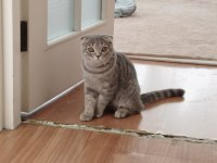 Scottish fold