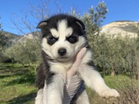 Irk garantili Husky yavrularımız