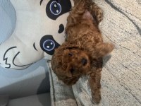 Toy Poodle Yavrular – Yeni Yuvalarını Arıyor