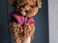 Teacup toy poodle sevimli dost