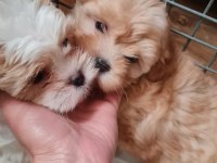 Poodle den farksız maltipoolar