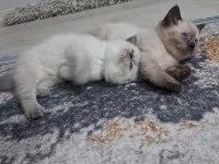 2 Aylık British Blue Point Ve Chocolate Point Yavrular