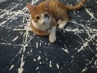 Tekir 7 aylık kedi kuduz aşılı çipli