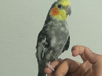 1 Yaşında Sultan Papağanı Ele Gelir