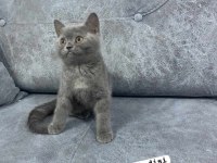 Blue british shorthair kediler izmir