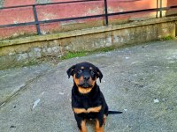 Sahibinden koca kafa orjinal rottweiler