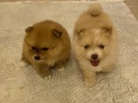 Erkek ve dişi pomeranian boo yavrularımız