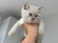 British blue point yavrular