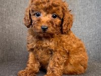 KIVIR KIVIR TOY POODLE YAVRULARI