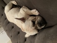 10 AYLIK ERKEK CREAM BLUE FRENCH BULLDOG