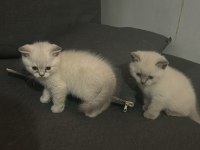 Siyam kedisi 2 aylık yavru