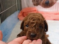 Toy Poodle Yavrusu