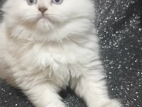 Longhair Chinchilla erkek ve dişi kedilerimiz