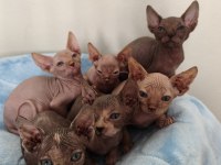 Naked Beauty Sphynx Cattery