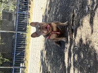 New shide izabella tan french bulldog