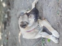 Hakikî Sivas Kangalı