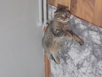 Kedimiz yeni yuvasını arıyor ücretsiz