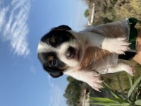 Jack Russell yavrularımız